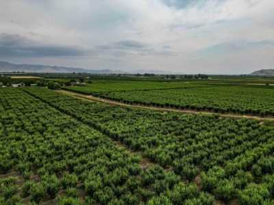 Residential Land For Sale in Reedley, California