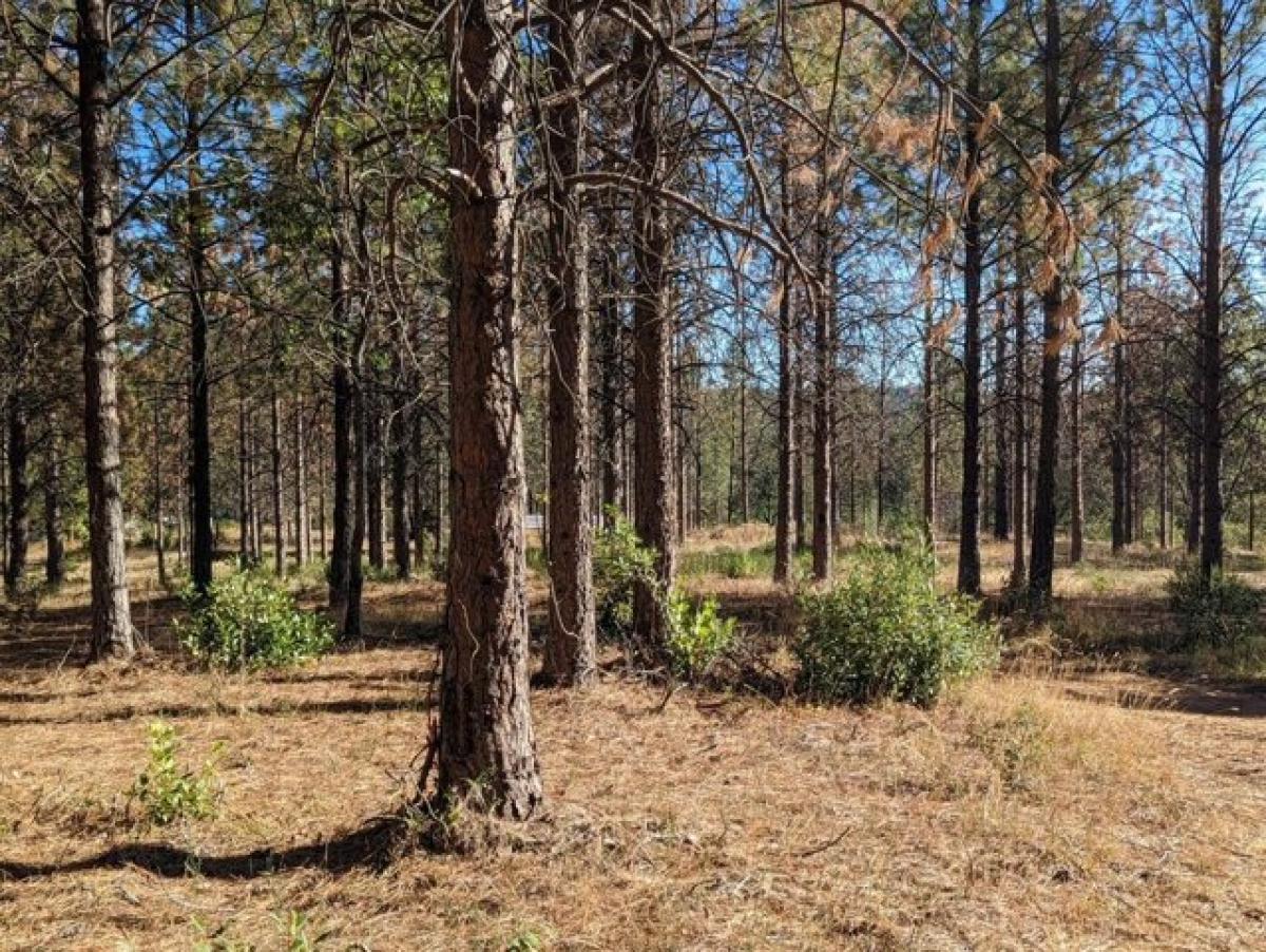 Picture of Residential Land For Sale in Nevada City, California, United States