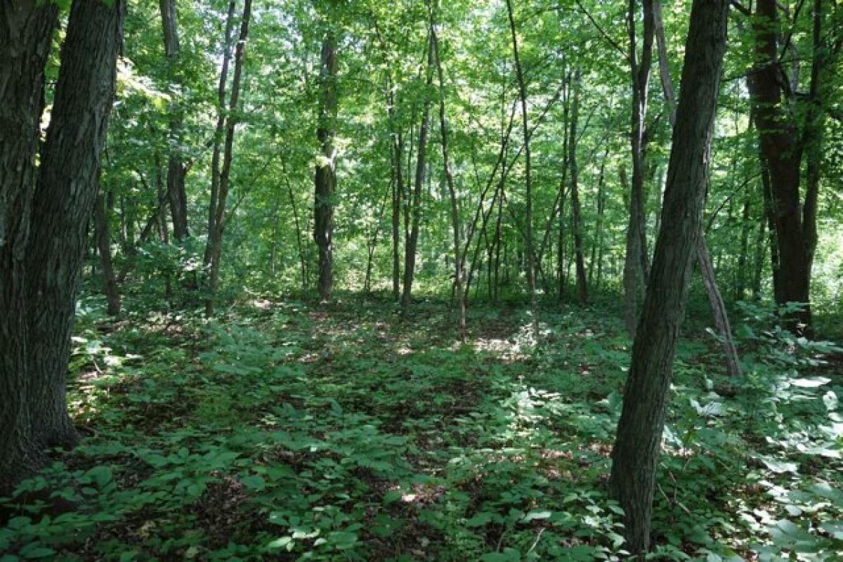 Picture of Residential Land For Sale in North Freedom, Wisconsin, United States
