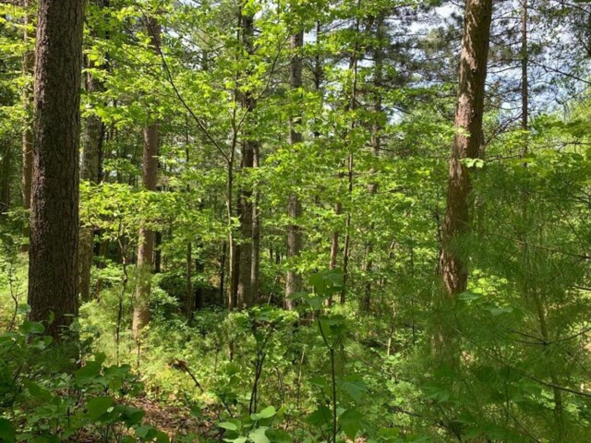 Picture of Residential Land For Sale in Tomahawk, Wisconsin, United States
