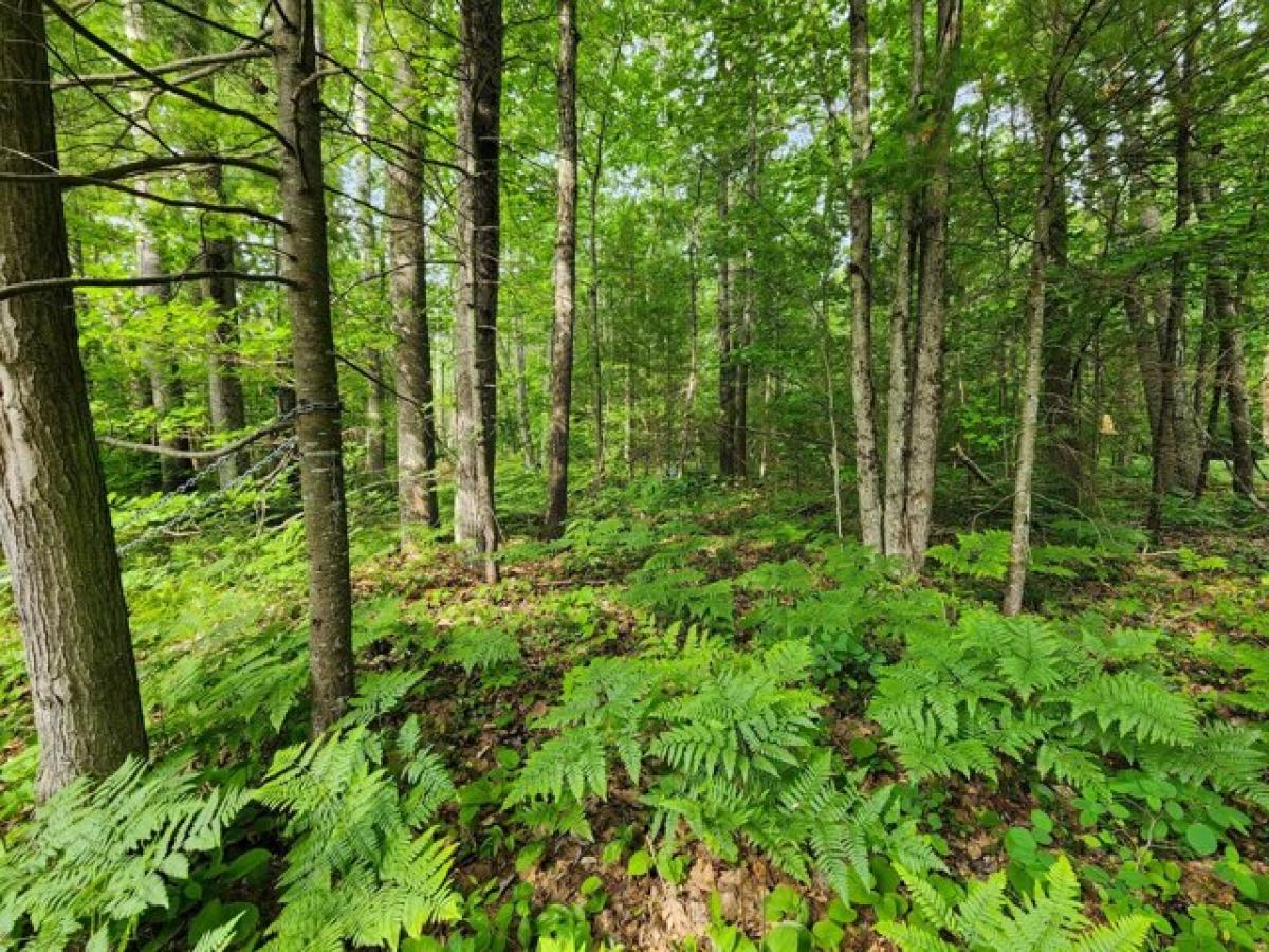 Picture of Residential Land For Sale in Topinabee, Michigan, United States