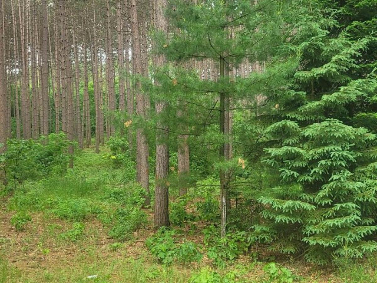 Picture of Residential Land For Sale in Waupaca, Wisconsin, United States