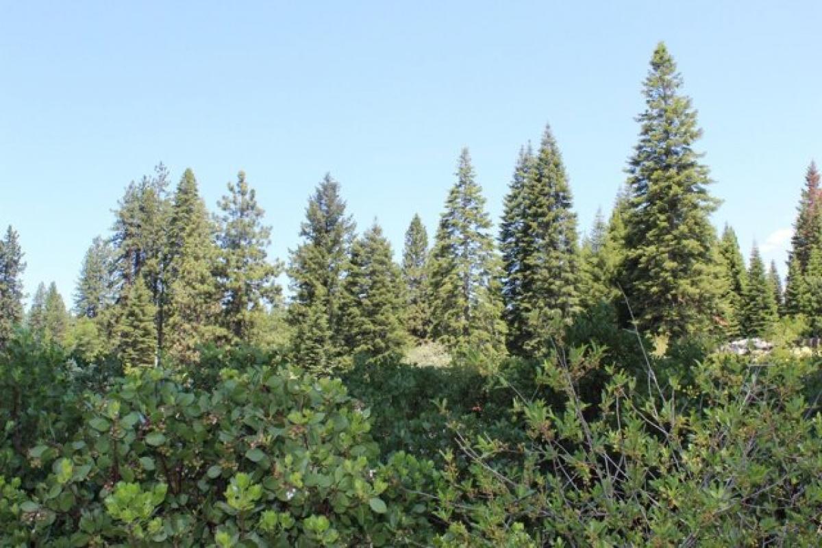Picture of Residential Land For Sale in Mount Shasta, California, United States