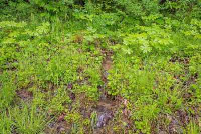 Residential Land For Sale in Bastian, Virginia