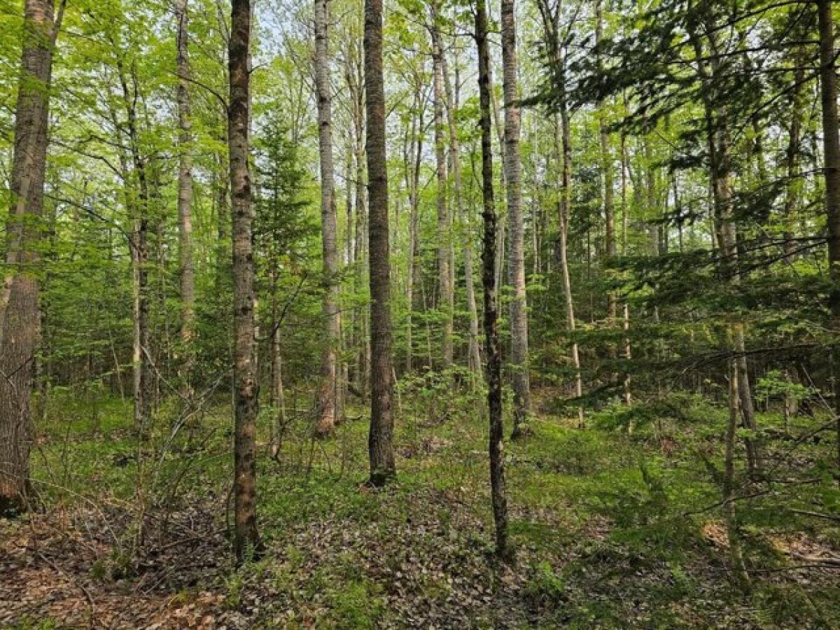 Picture of Residential Land For Sale in Tomahawk, Wisconsin, United States