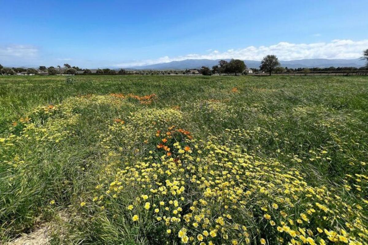 Picture of Residential Land For Sale in Santa Ynez, California, United States