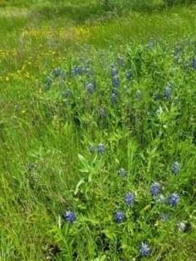 Residential Land For Sale in Mexia, Texas