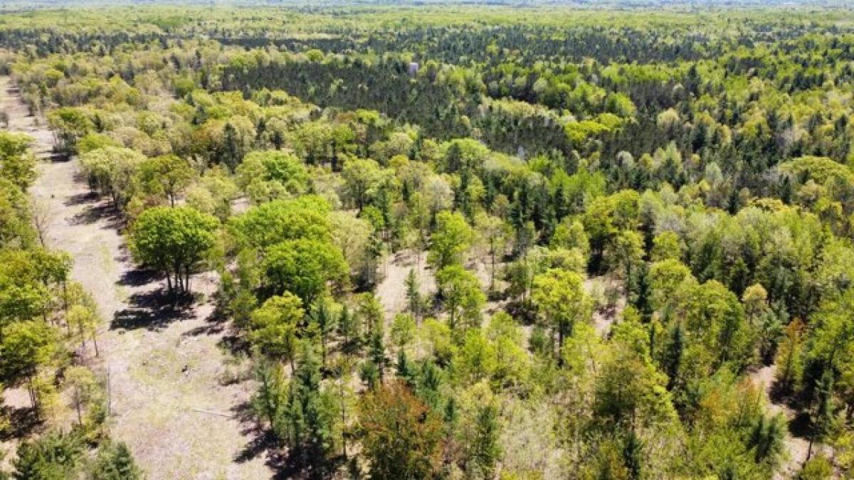 Picture of Residential Land For Sale in Manistee, Michigan, United States