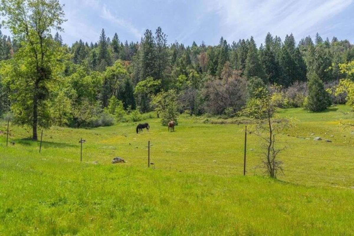 Picture of Residential Land For Sale in Pioneer, California, United States
