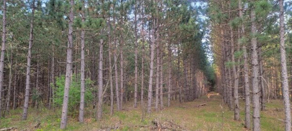 Picture of Residential Land For Sale in New Lisbon, Wisconsin, United States