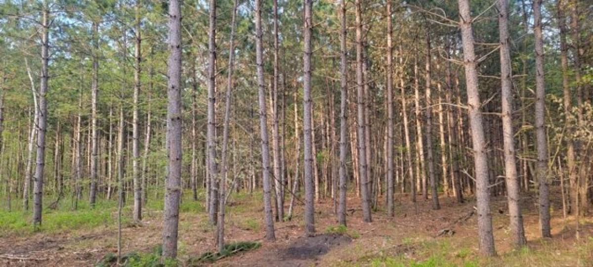 Picture of Residential Land For Sale in New Lisbon, Wisconsin, United States