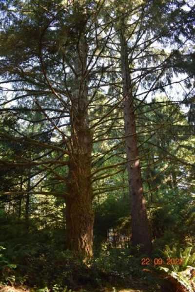 Residential Land For Sale in Trinidad, California