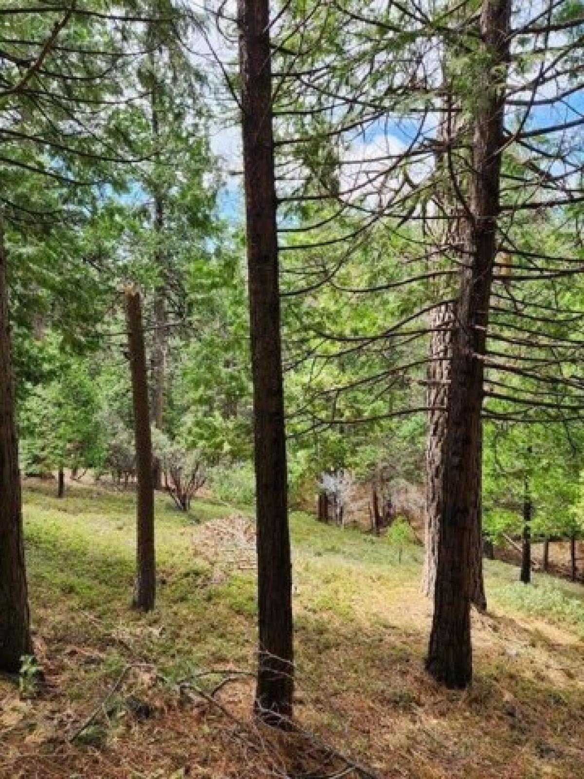 Picture of Residential Land For Sale in Arnold, California, United States