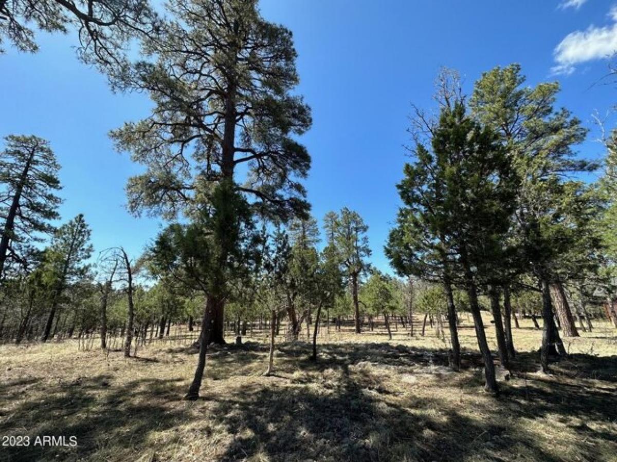 Picture of Residential Land For Sale in Happy Jack, Arizona, United States