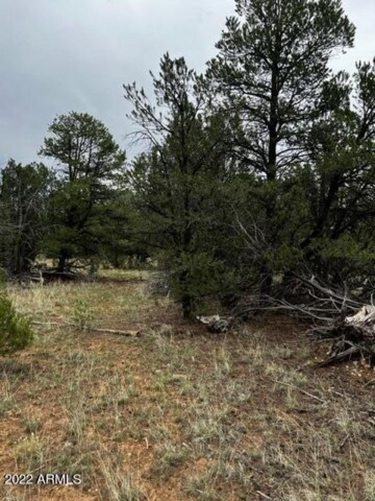 Picture of Residential Land For Sale in Overgaard, Arizona, United States
