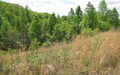 Residential Land For Sale in Brasstown, North Carolina