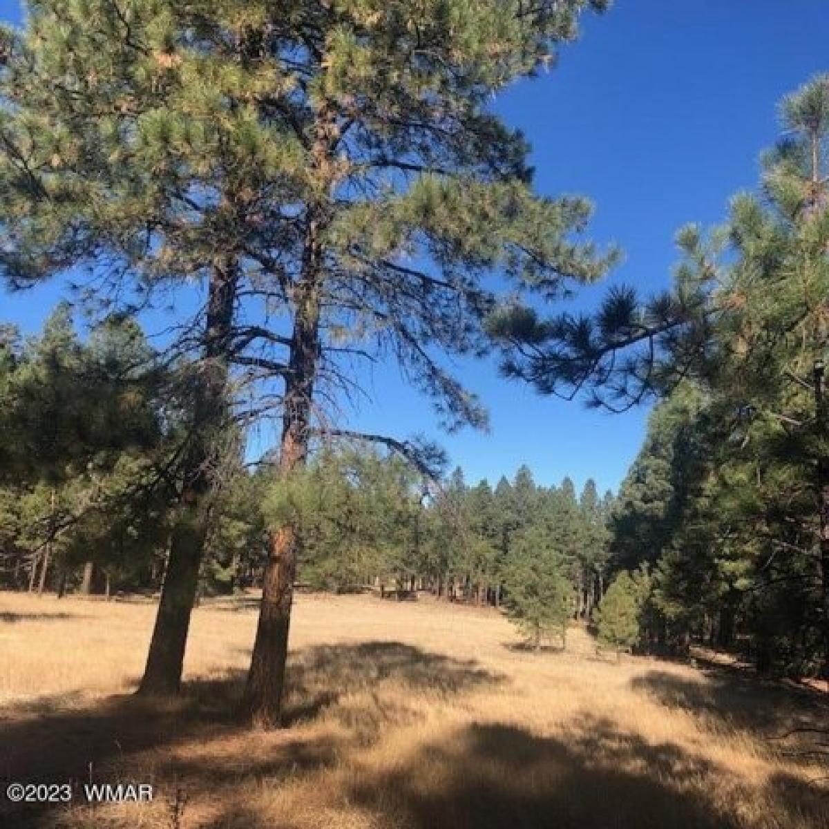 Picture of Residential Land For Sale in Alpine, Arizona, United States