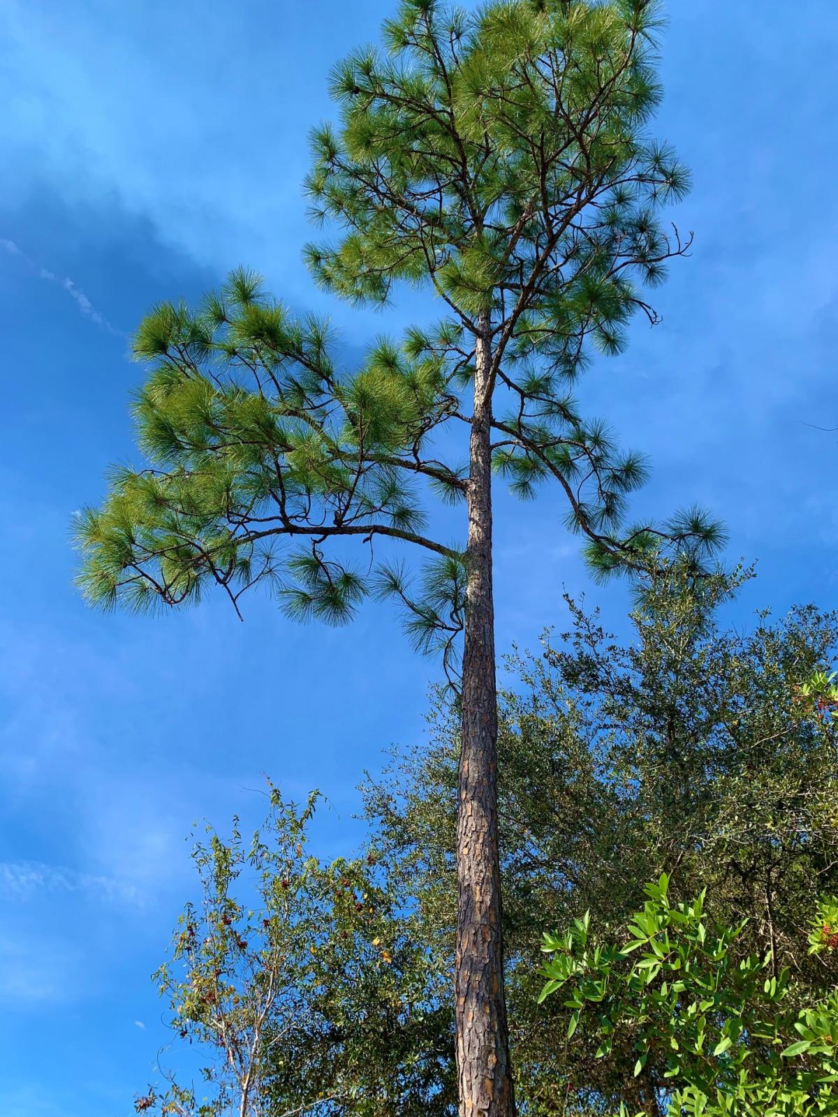 Picture of Residential Land For Sale in Punta Gorda, Florida, United States