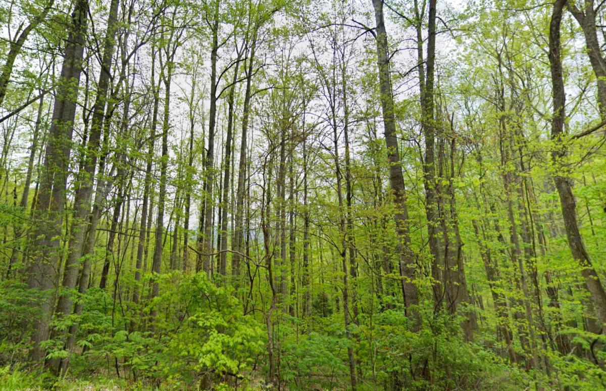Picture of Residential Land For Sale in Green Mountain, North Carolina, United States