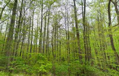 Residential Land For Sale in Green Mountain, North Carolina
