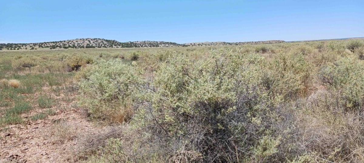 Picture of Residential Land For Sale in Sanders, Arizona, United States