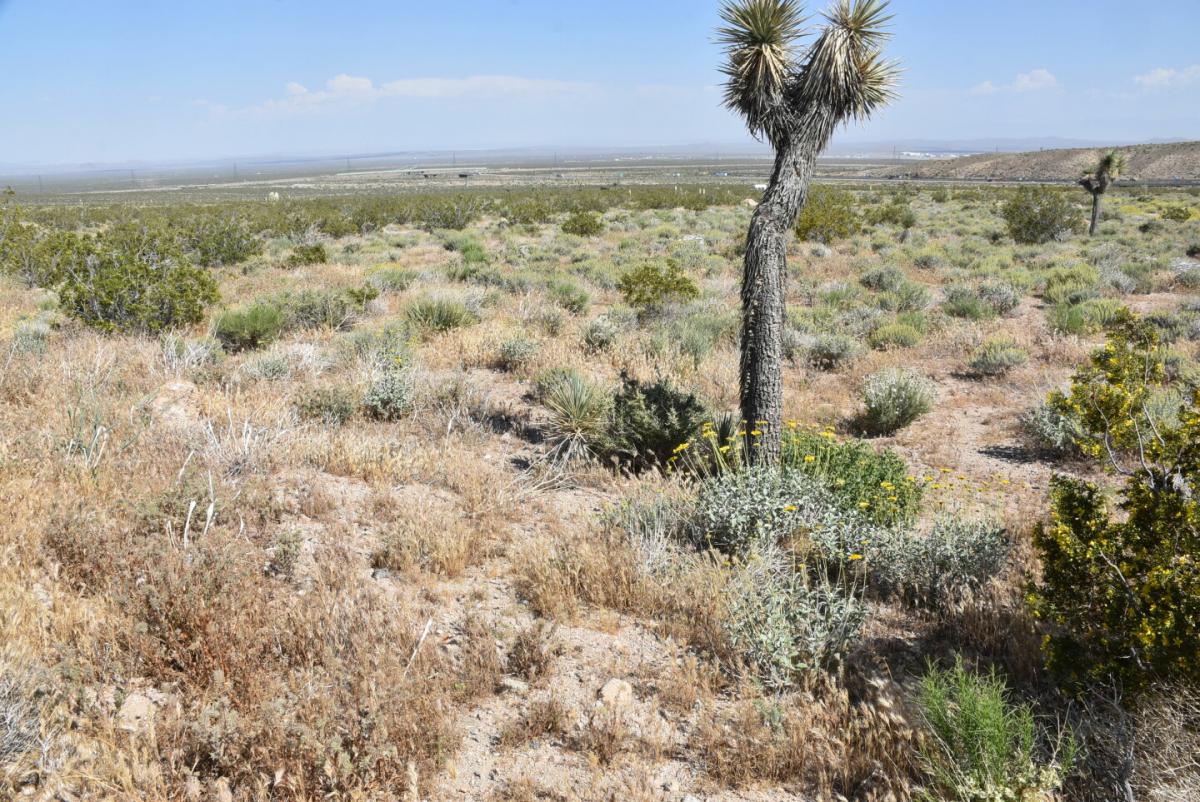 Picture of Residential Land For Sale in Mojave, California, United States