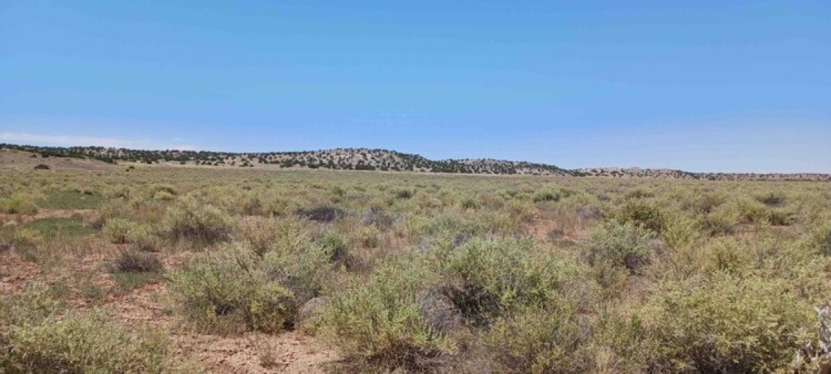 Picture of Residential Land For Sale in Sanders, Arizona, United States