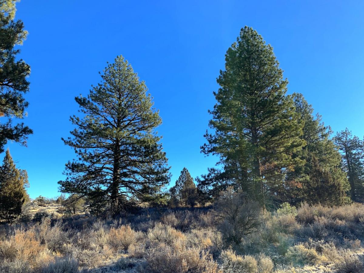 Picture of Residential Land For Sale in Chiloquin, Oregon, United States