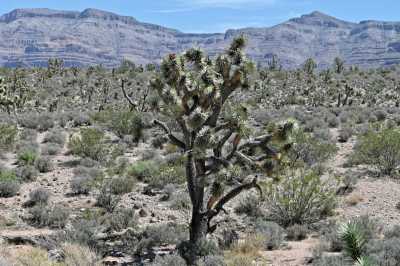 Residential Land For Sale in Meadview, Arizona