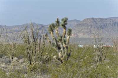Residential Land For Sale in Yucca, Arizona