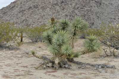 Residential Land For Sale in Yucca, Arizona