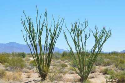 Residential Land For Sale in Yucca, Arizona