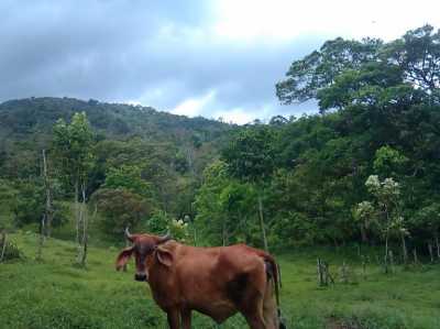 Residential Land For Sale in Upala, Costa Rica