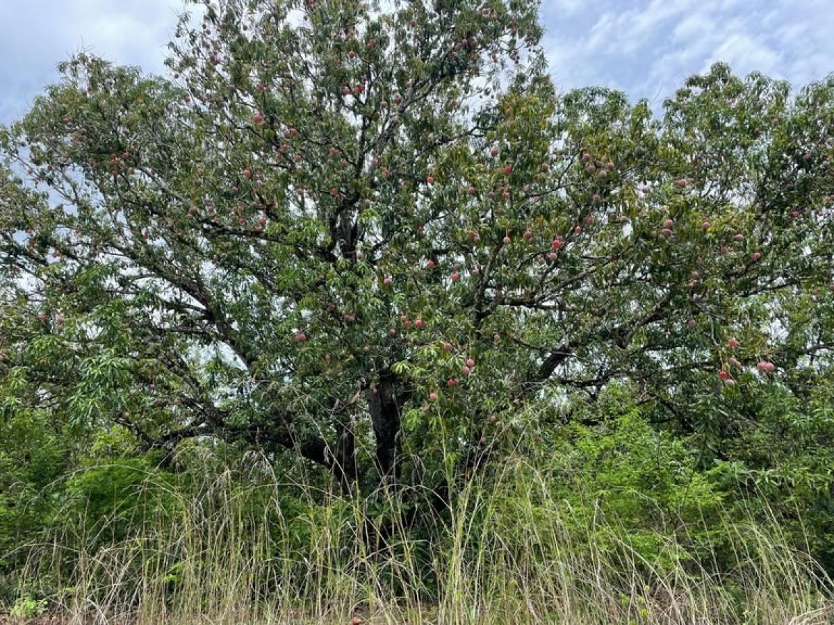 Picture of Residential Land For Sale in Liberia, Guanacaste, Costa Rica