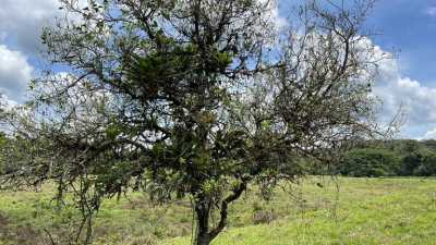 Residential Land For Sale in Upala, Costa Rica