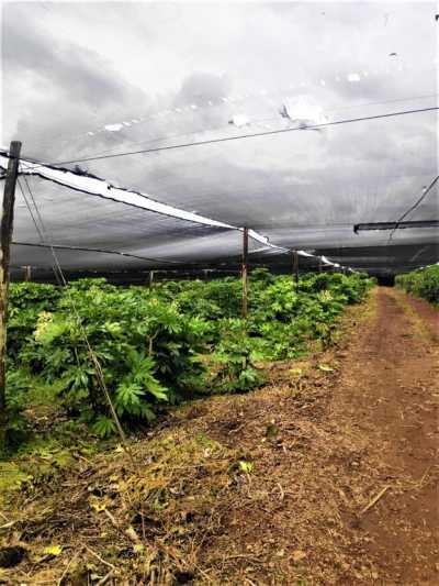 Home For Sale in Alajuela, Costa Rica