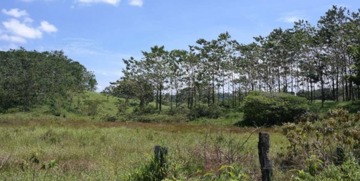 Picture of Residential Land For Sale in Pococi, Limon, Costa Rica