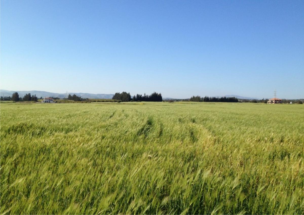 Picture of Residential Land For Sale in Kouklia, Paphos, Cyprus