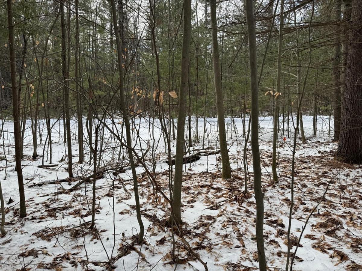Picture of Residential Land For Sale in Alanson, Michigan, United States