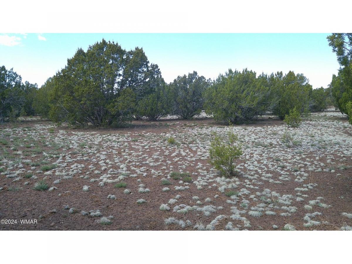 Picture of Residential Land For Sale in Vernon, Arizona, United States