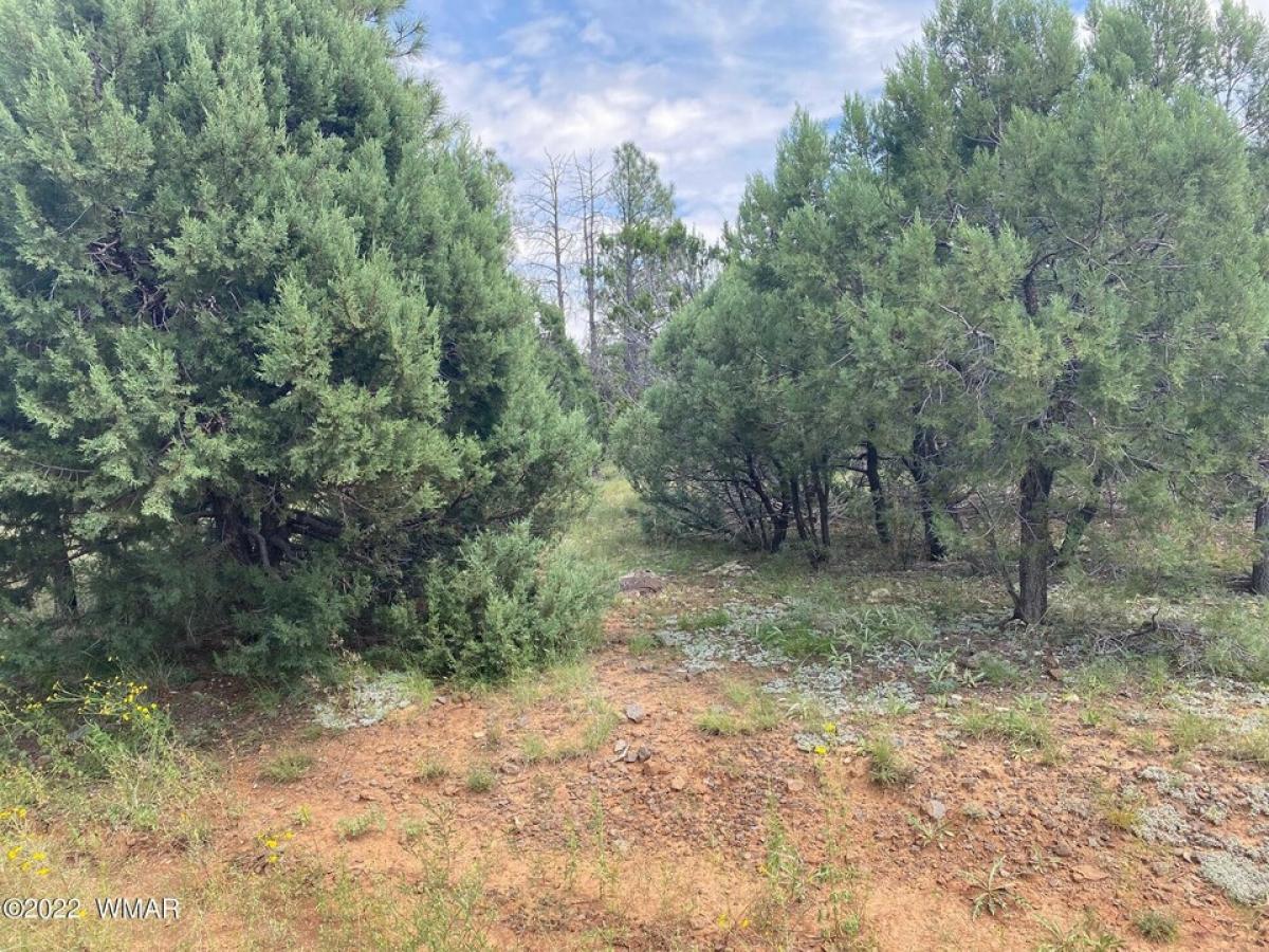 Picture of Residential Land For Sale in Lakeside, Arizona, United States