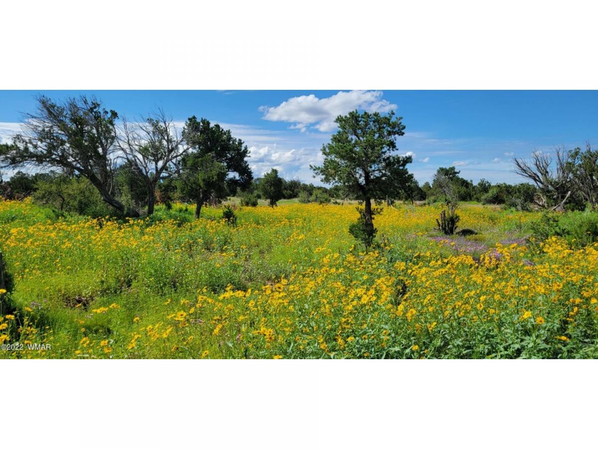 Picture of Residential Land For Sale in Concho, Arizona, United States