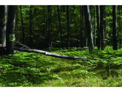 Residential Land For Sale in Lincoln, Michigan