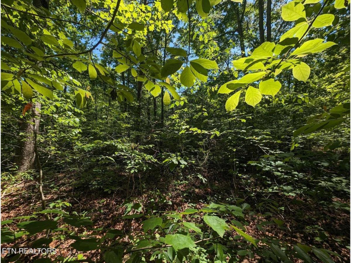 Picture of Residential Land For Sale in Crossville, Tennessee, United States