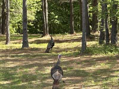 Residential Land For Sale in Jasper, Tennessee