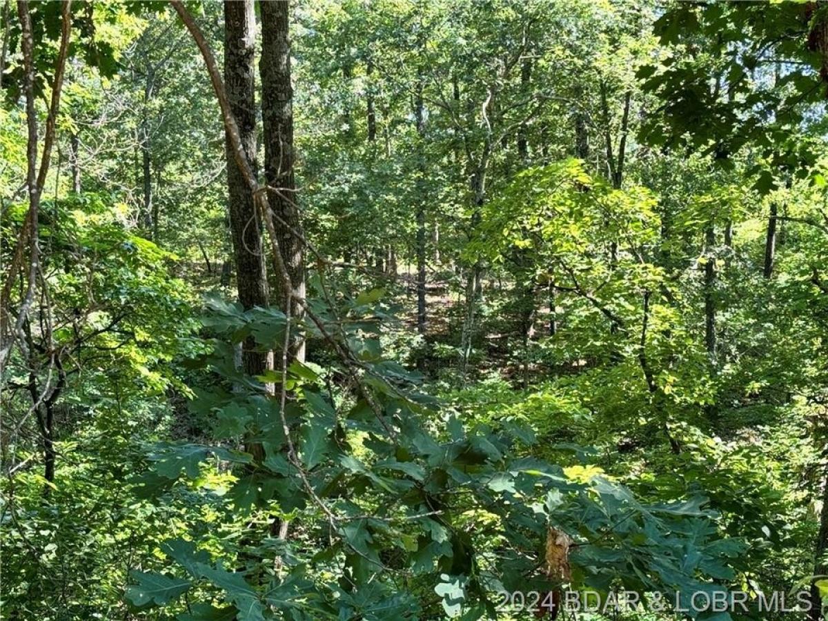 Picture of Residential Land For Sale in Versailles, Missouri, United States