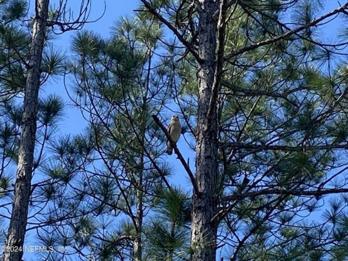 Picture of Residential Land For Sale in Hastings, Florida, United States