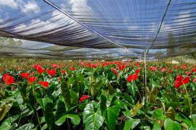 Residential Land For Sale in Hilo, Hawaii