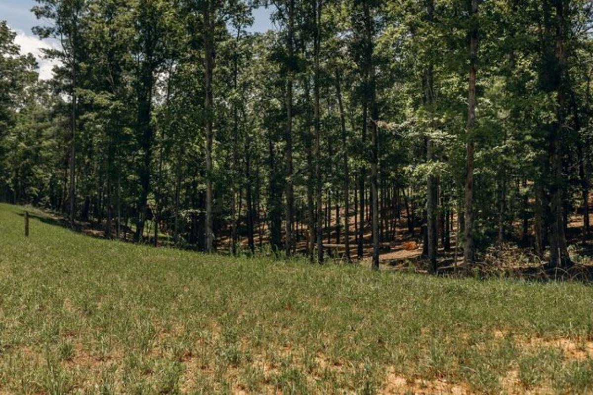 Picture of Residential Land For Sale in Morganton, Georgia, United States