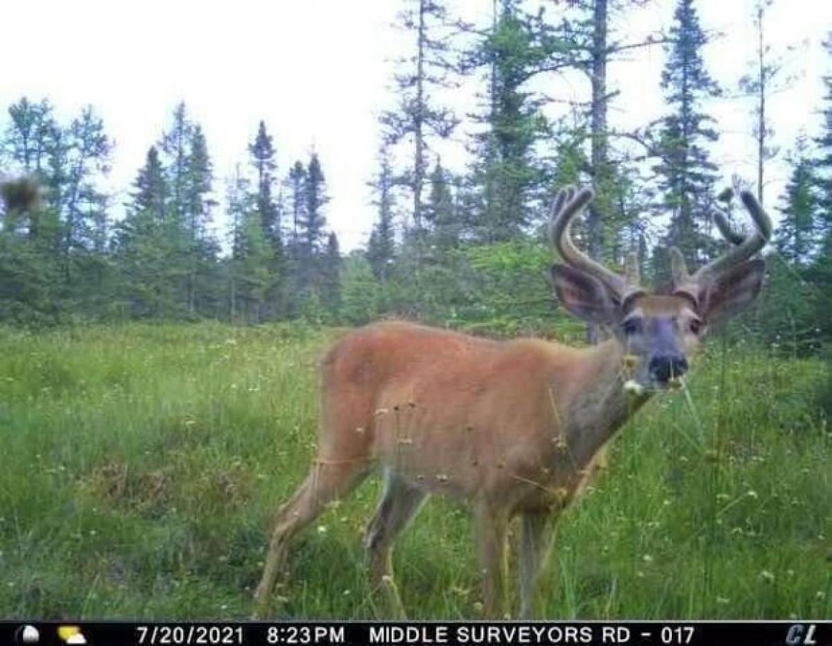 Picture of Residential Land For Sale in Willard, Wisconsin, United States